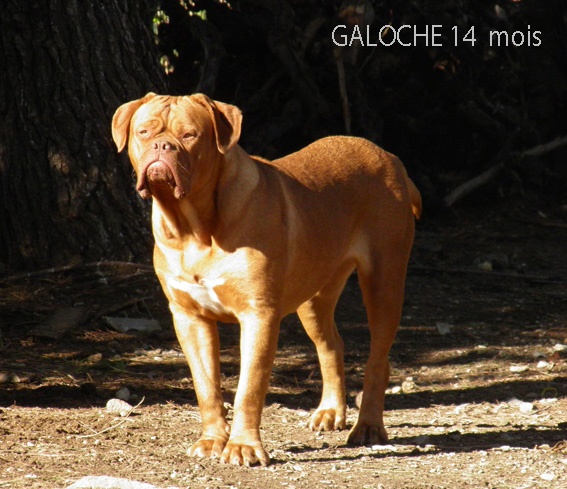 Galoche De La Source Des Titans