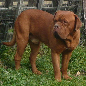 Tilk du domaine des chênes pourpres