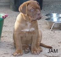 du domaine des chênes pourpres - Dogue de Bordeaux - Portée née le 19/09/2014