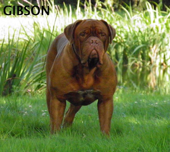 vato loco Bonanno gibson
