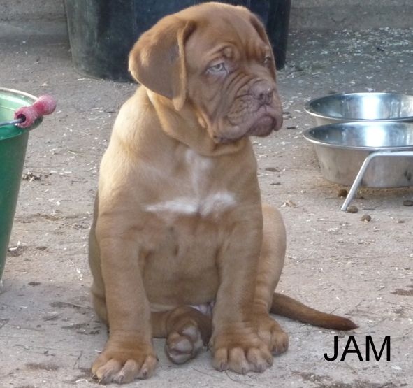 du domaine des chênes pourpres - Dogue de Bordeaux - Portée née le 19/09/2014